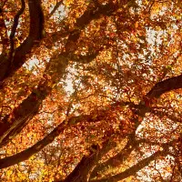 herbst.webp
