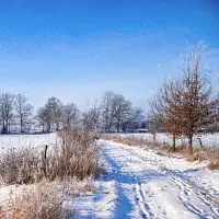 winter2.webp