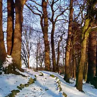 winter3.webp