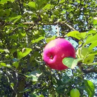 apfel.webp