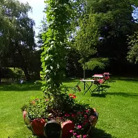 hopfen.webp
