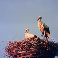 stoerche12.webp