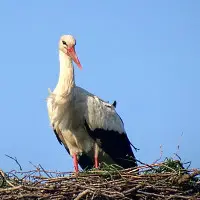 stoerche3.webp