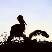 stoerche7.webp